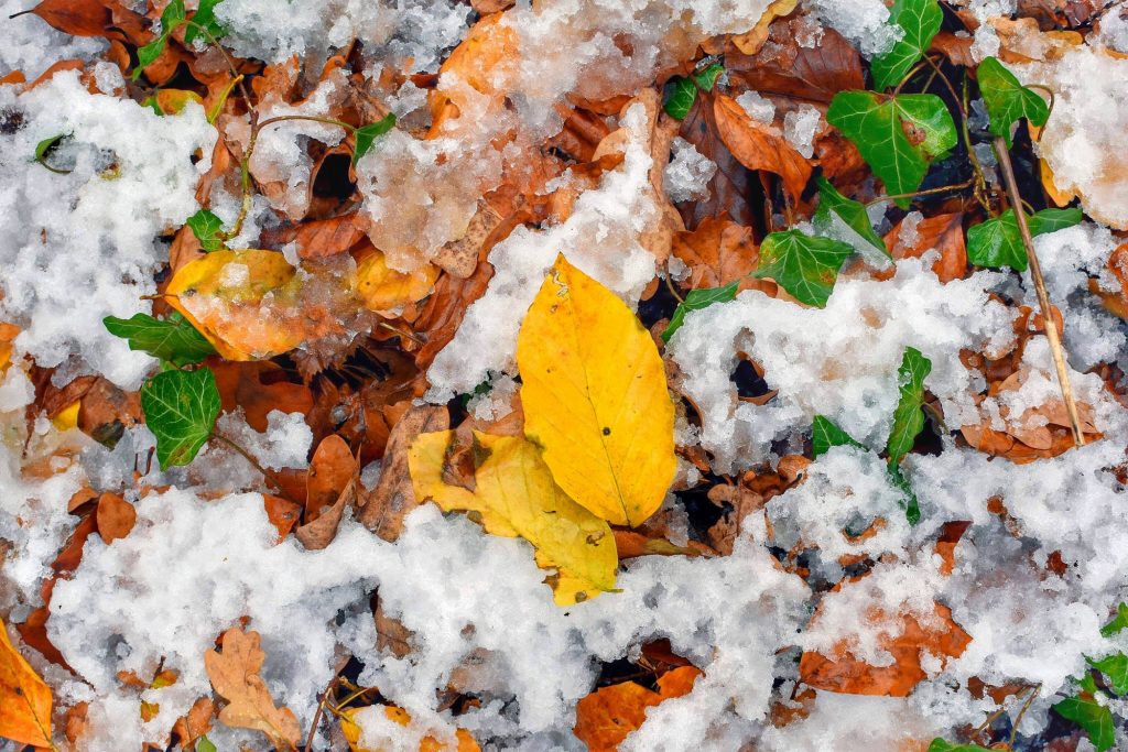 When autumn and winter collaborate the forest benefits